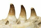 Partial Mosasaur Jaw with Seven Teeth - Morocco #225330-7